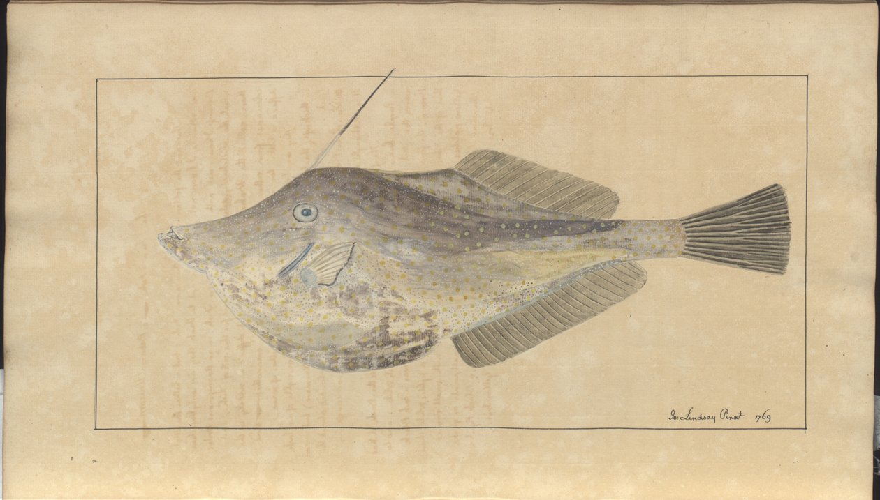 Disegni di Lindsay Vol. VII, 7 da John Lindsay