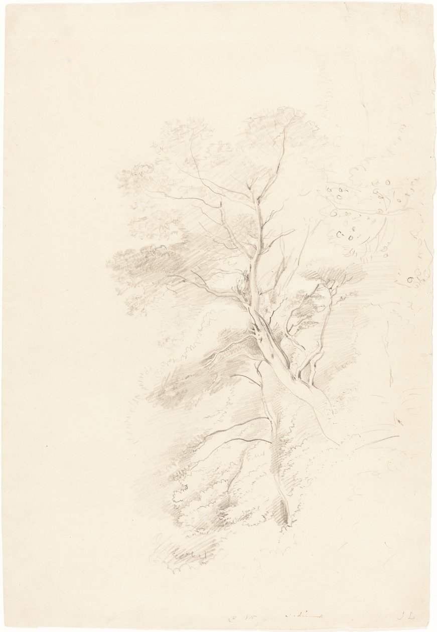 Un bosco di faggi da John Linnell