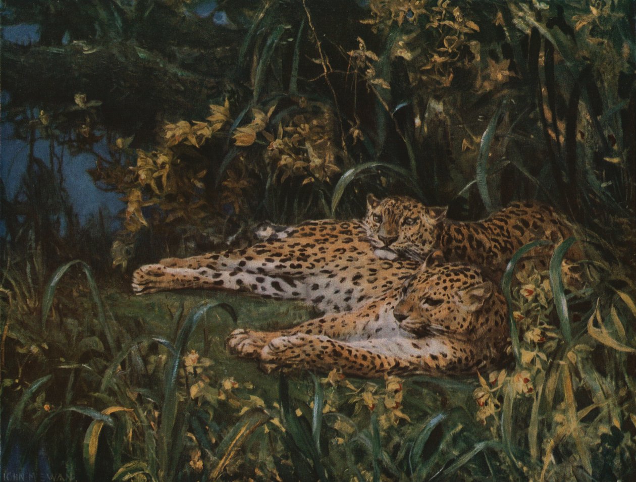 Leopardi indiani, fine XIX-inizio XX secolo, c. 1930 da John Macallan Swan