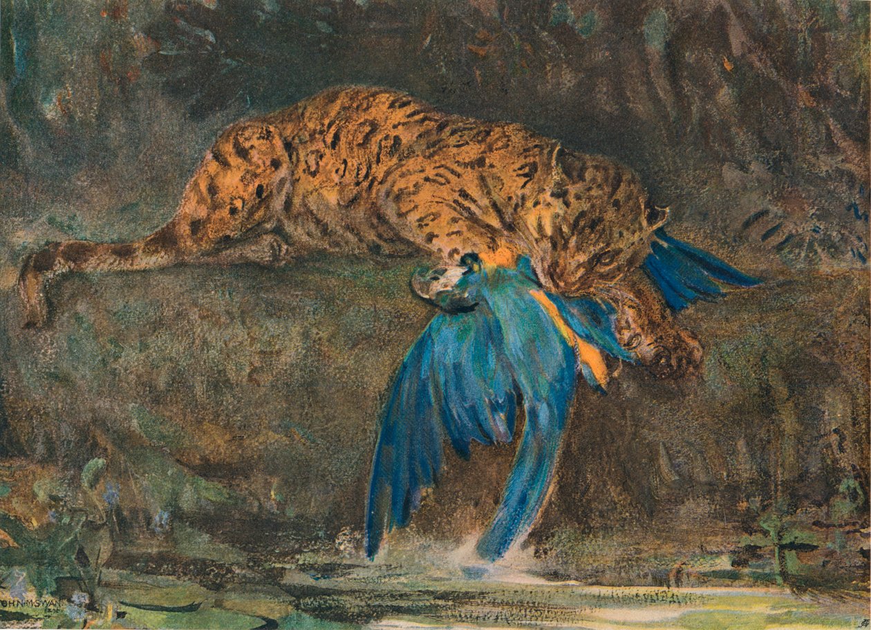 Giaguaro e Ara, fine 19th century da John Macallan Swan