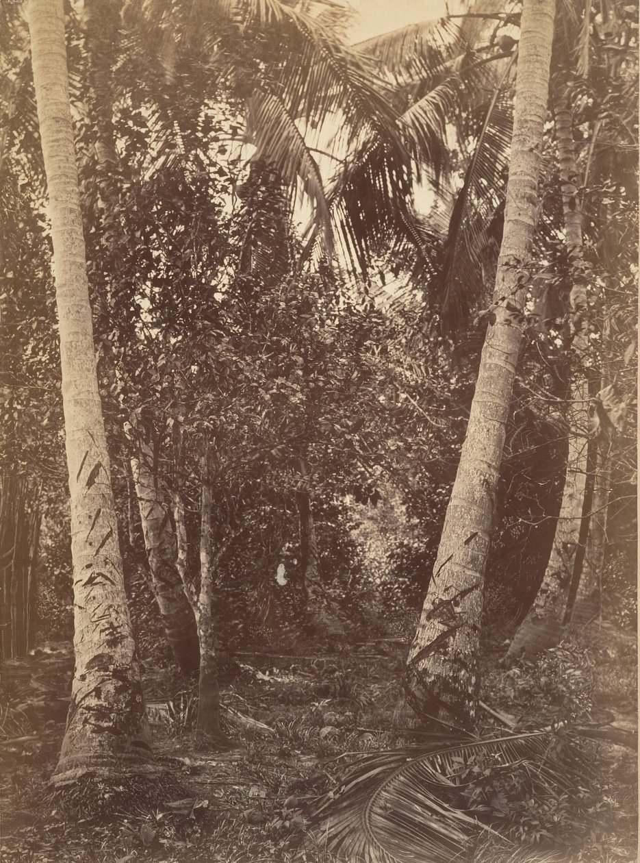Paesaggio tropicale, foresta vicino a Turbo da John Moran