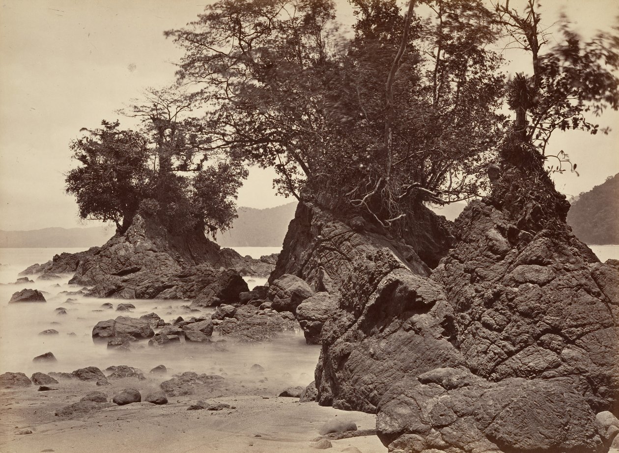 Paesaggio tropicale, Baia di Limon - Bassa marea, 1871 da John Moran
