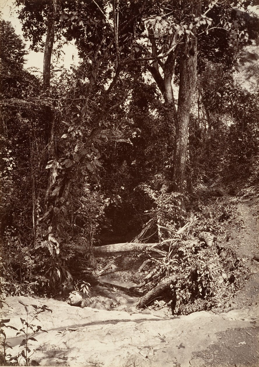Paesaggio tropicale, Il ruscello El Bano, Chipigana, 1871 da John Moran