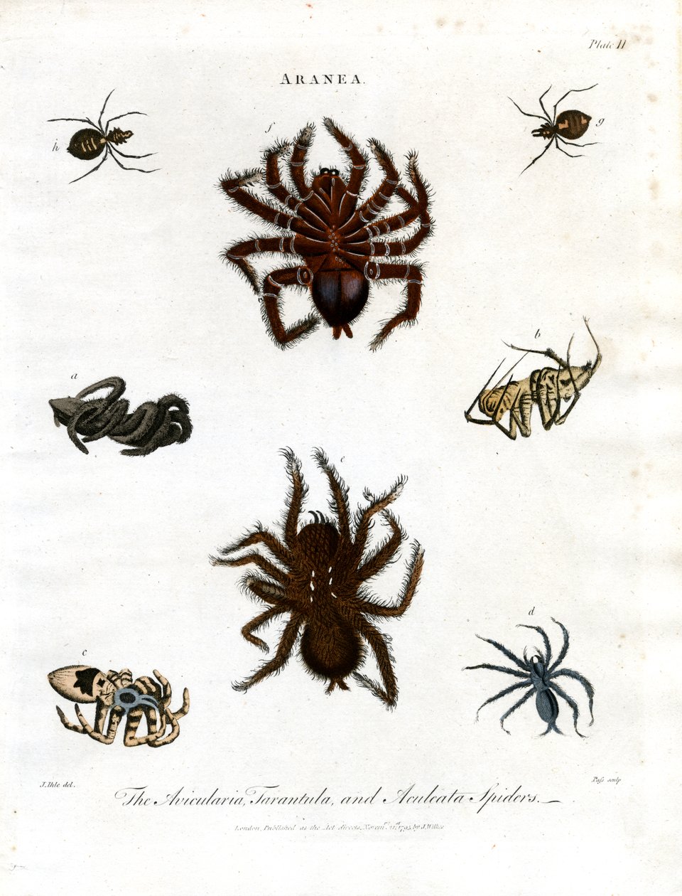 ARANEA: Avicularia; Tarantola e Ragni Aculeati da John Pass