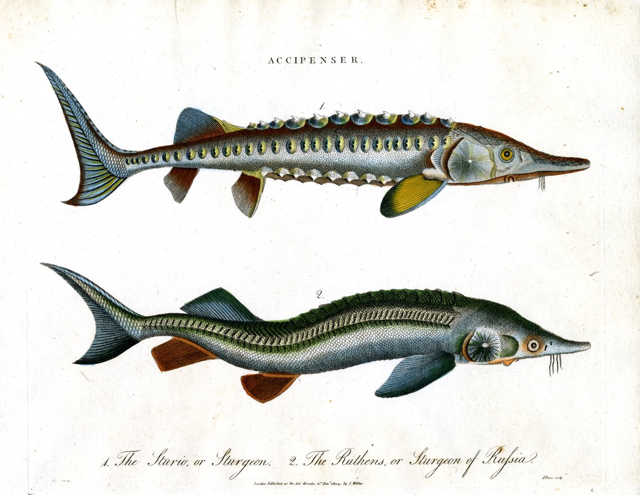 Accipenser: Specie di storione da John Pass