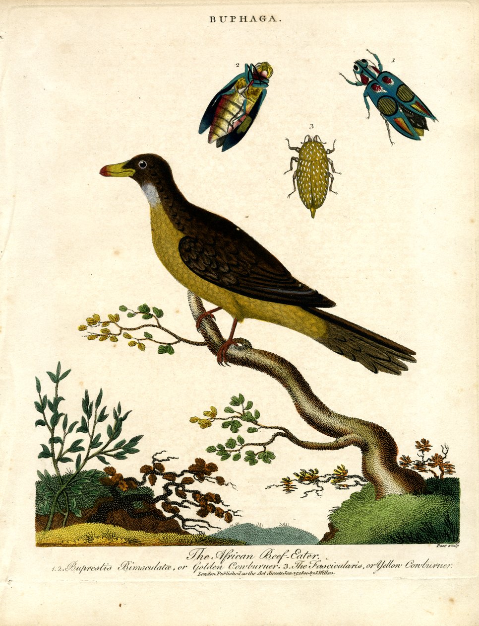 Buphaga africana e coleotteri gioiello da John Pass