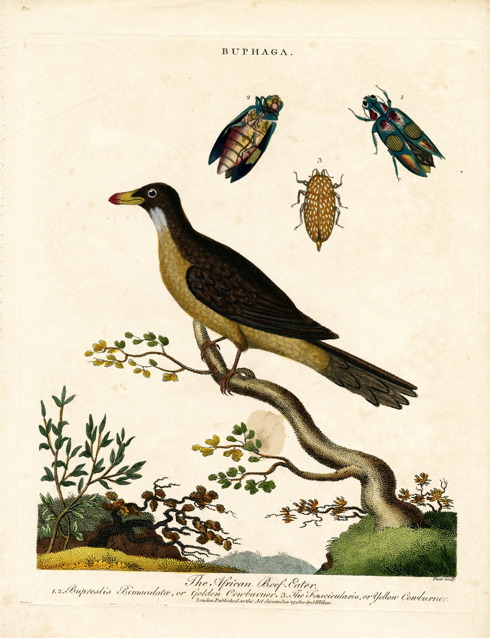 Coleotteri africani e coleotteri gioiello (Buphaga) da John Pass