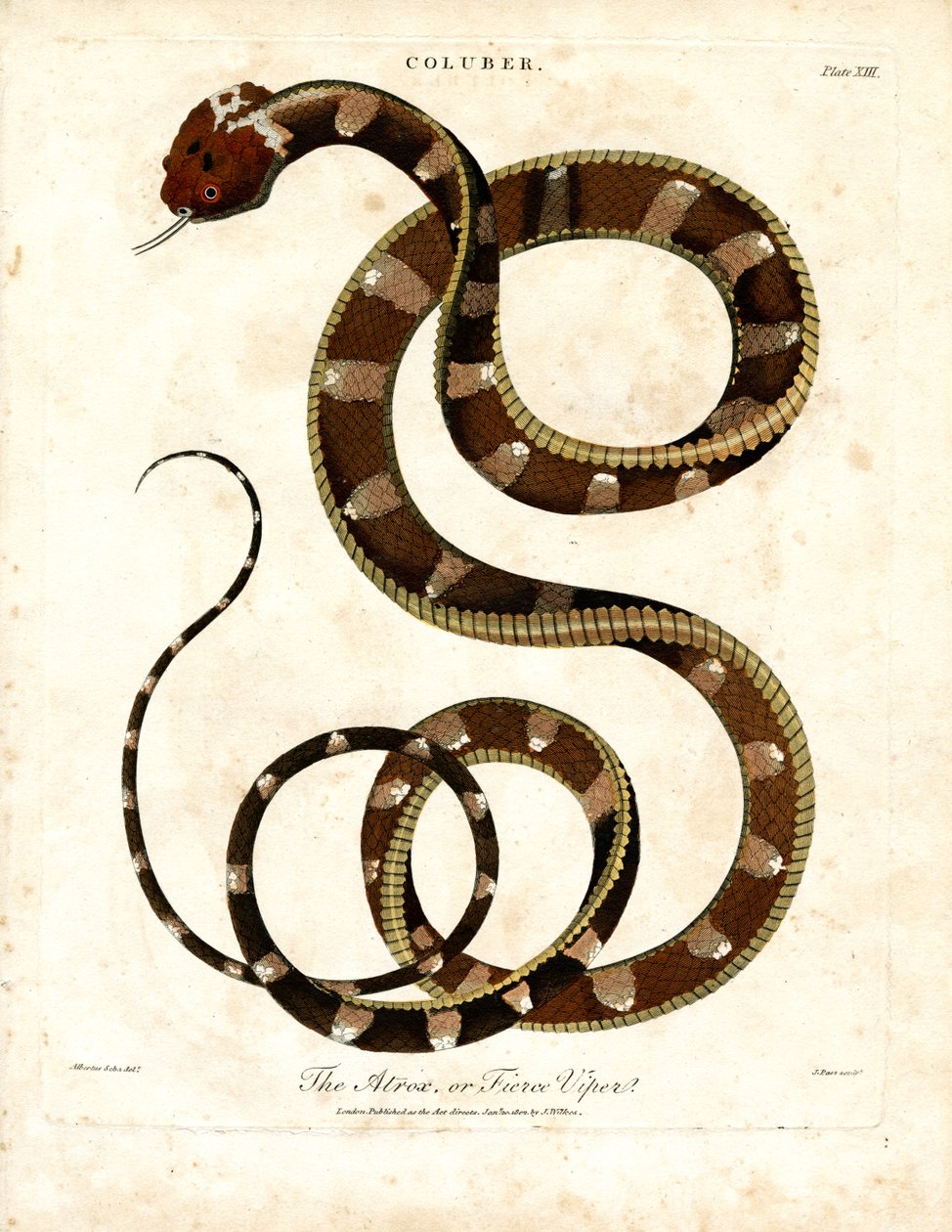 Vipera africana (Coluber) da John Pass