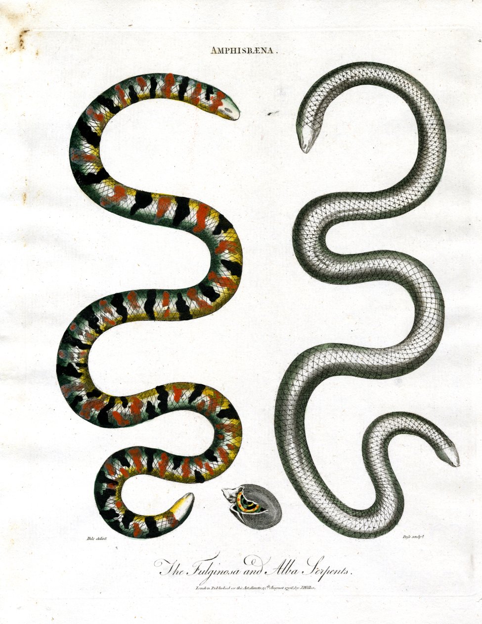 Amphisbaena: I serpenti Fuliginosa e Alba da John Pass