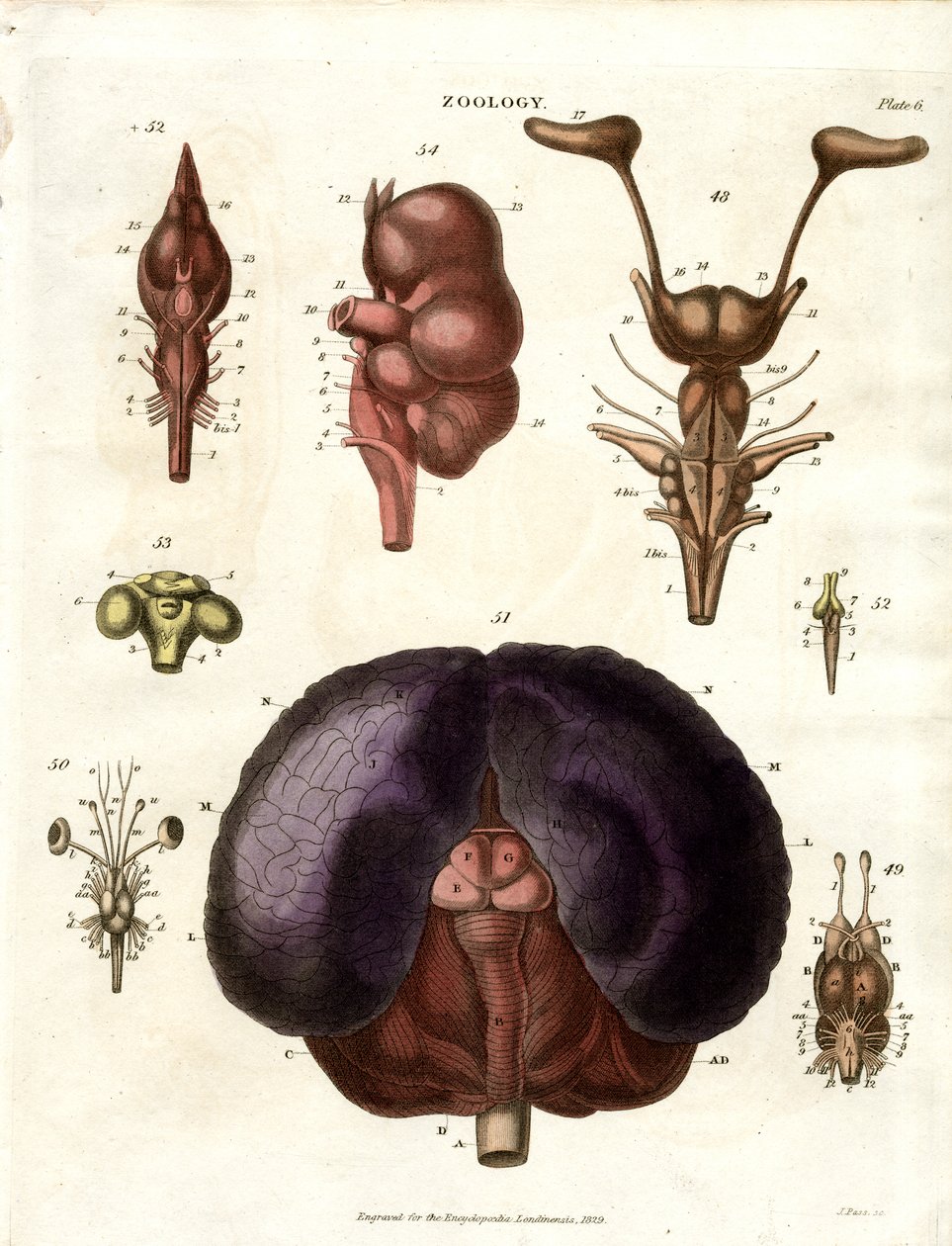 Illustrazioni anatomiche del cervello e del sistema nervoso (Plate 6) da John Pass