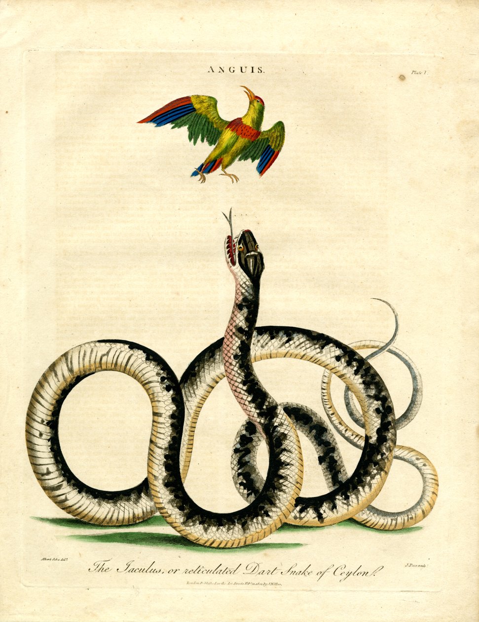 Anguis: Serpente Jaculus e uccello colorato da John Pass