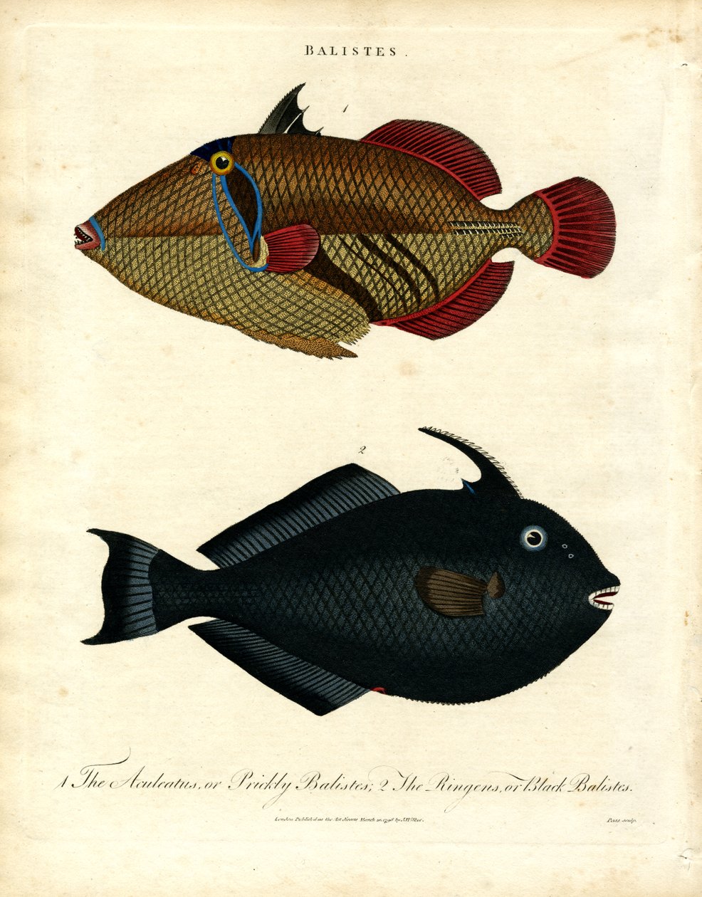 Baliste: Pesce balestra da John Pass