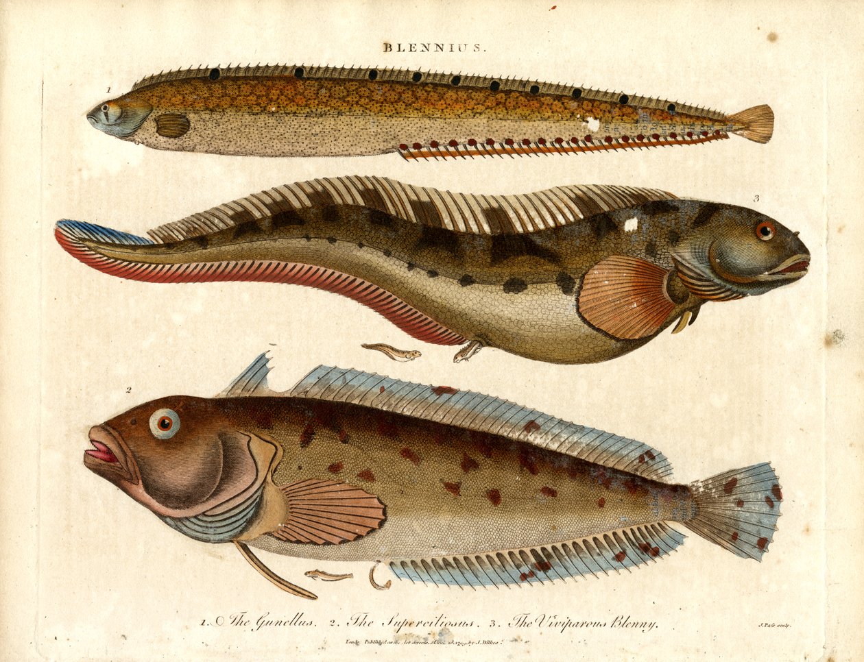 Blenni (Blennius) da John Pass
