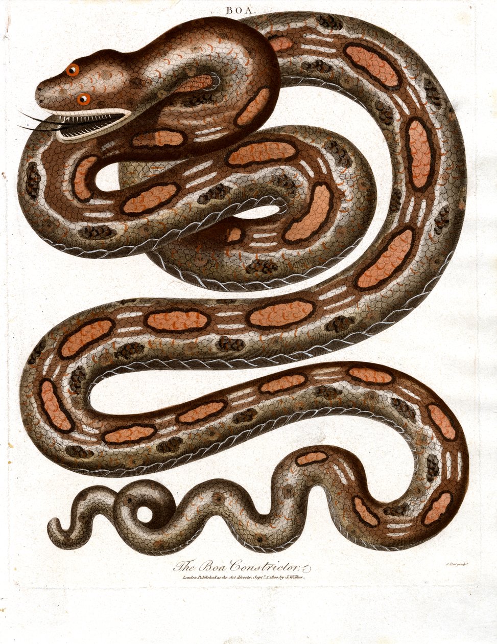 Boa Constrictor da John Pass