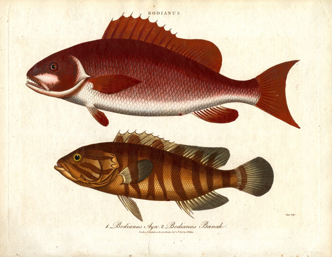 Bodianus - Due specie di pesce persico di mare da John Pass