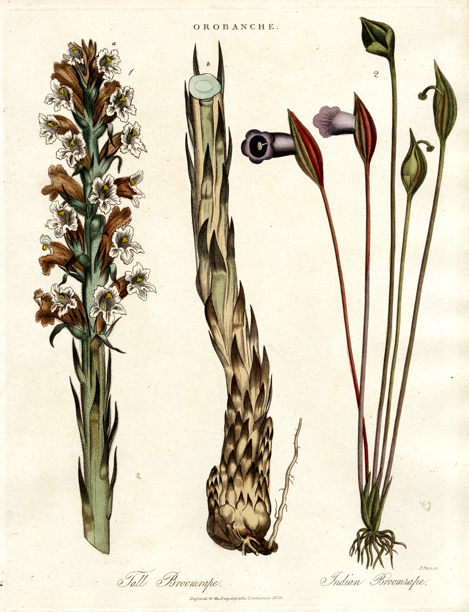 Specie di ginestra e arum da John Pass