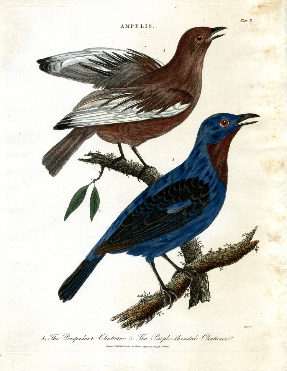 Chiacchieroni (Ampelis) da John Pass
