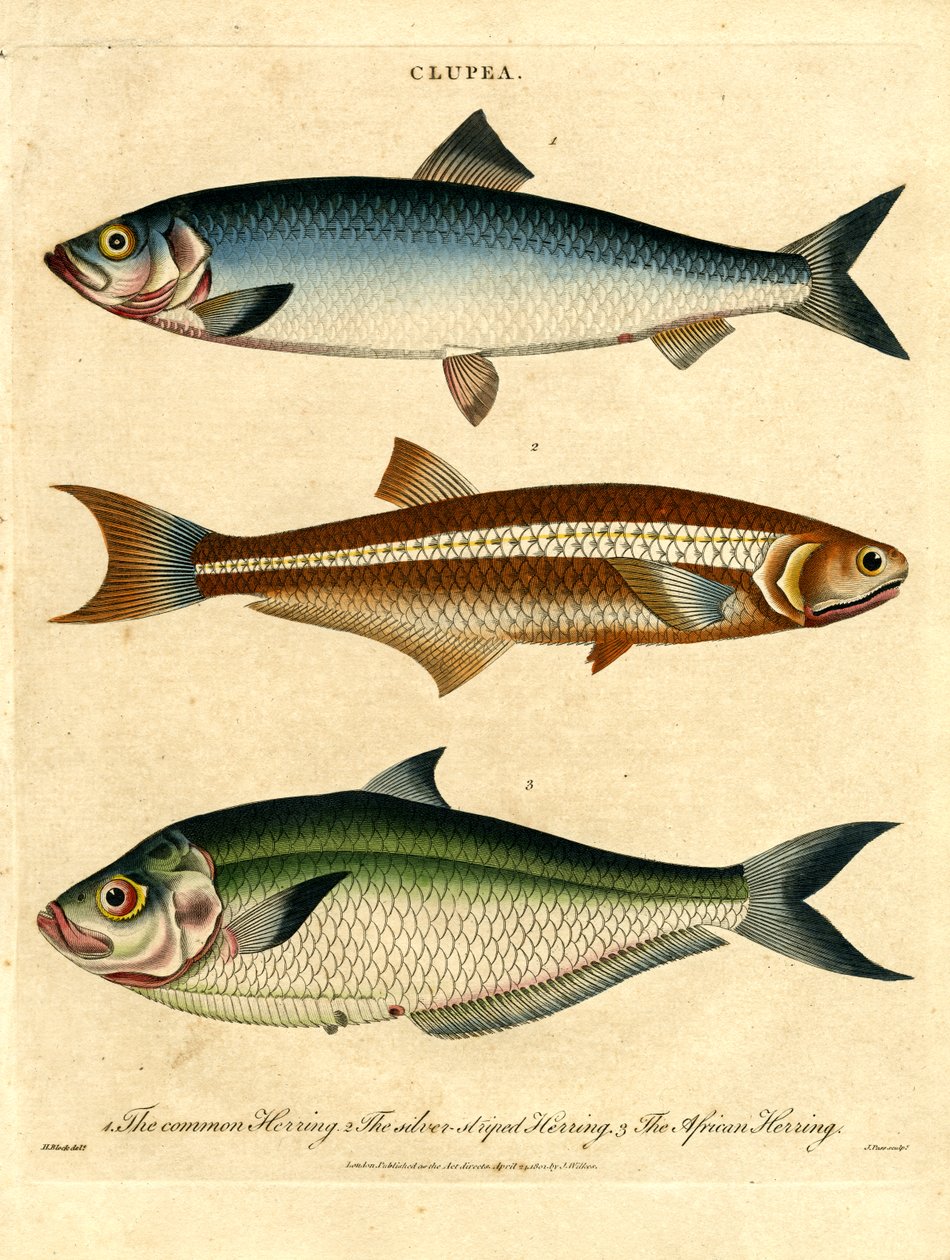 Clupea: Specie di aringa da John Pass
