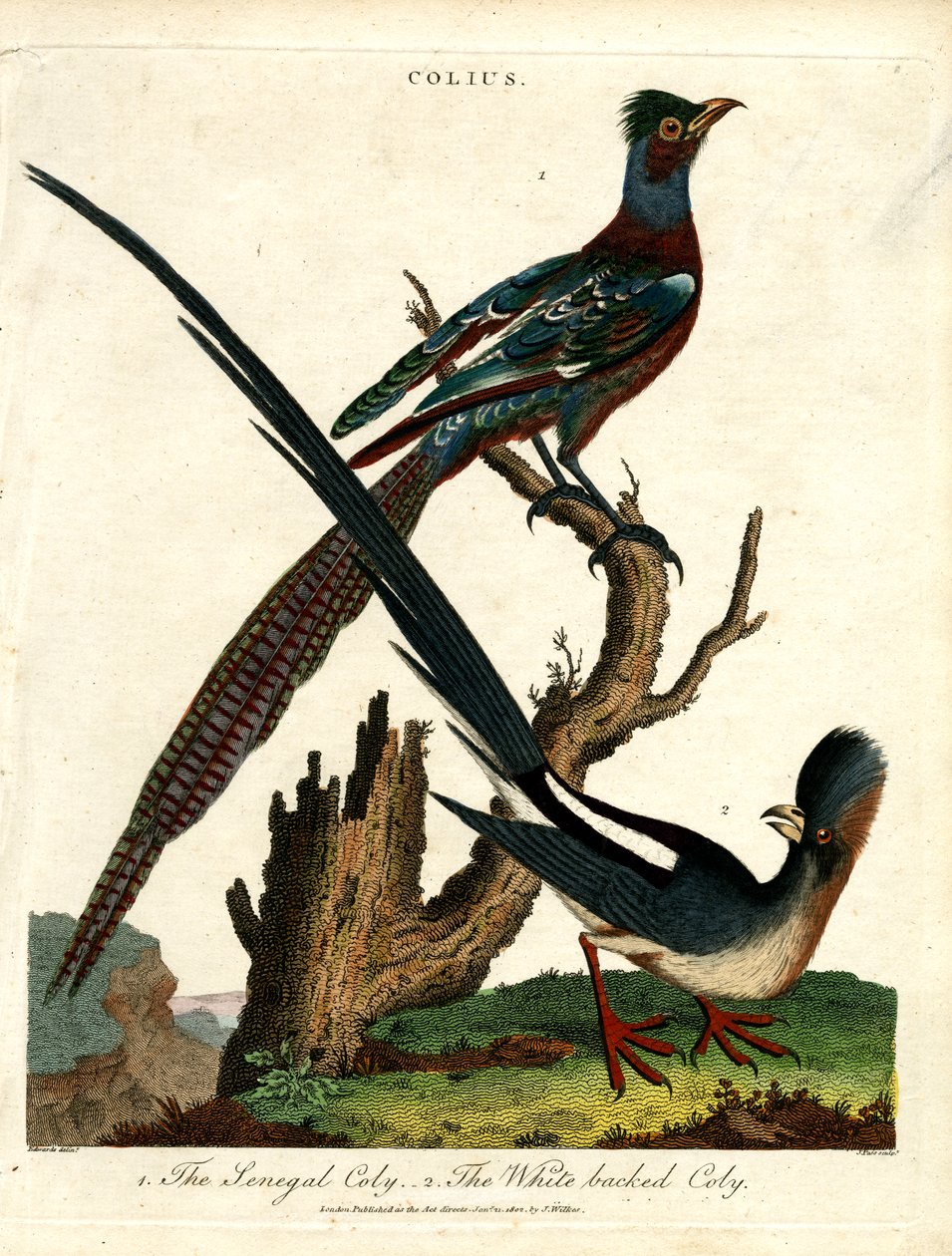 Specie di Colius (uccelli topo) da John Pass