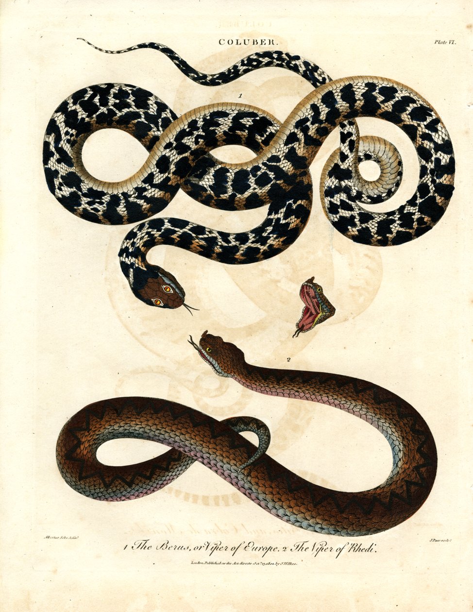 Colubro: Vipera europea e Vipera di Rodi da John Pass