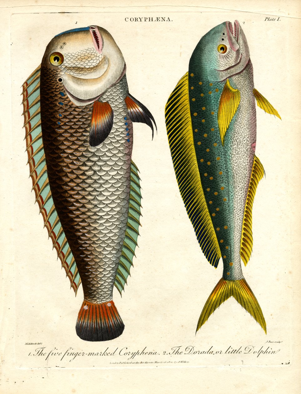 Specie di Coryphaena: Coryphaena dalle cinque dita e Delfino piccolo da John Pass