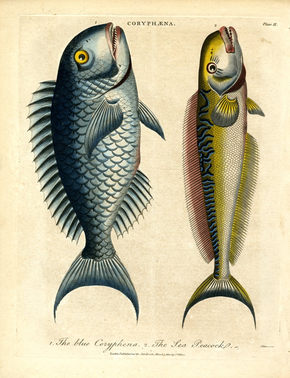 Coryphæna - Pesci delfino da John Pass