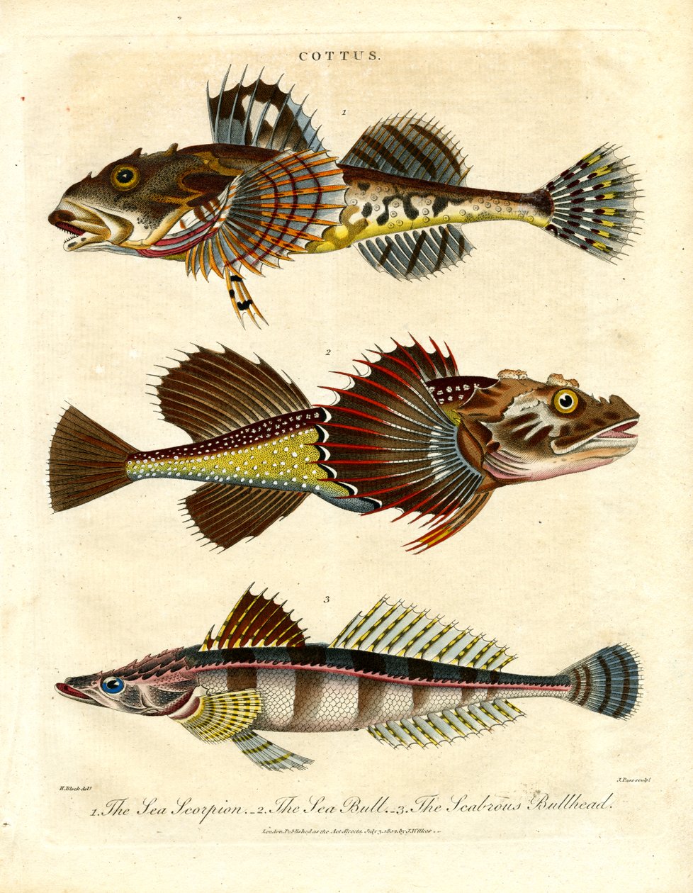Cottus - Sculpini e Scorpioni di mare da John Pass
