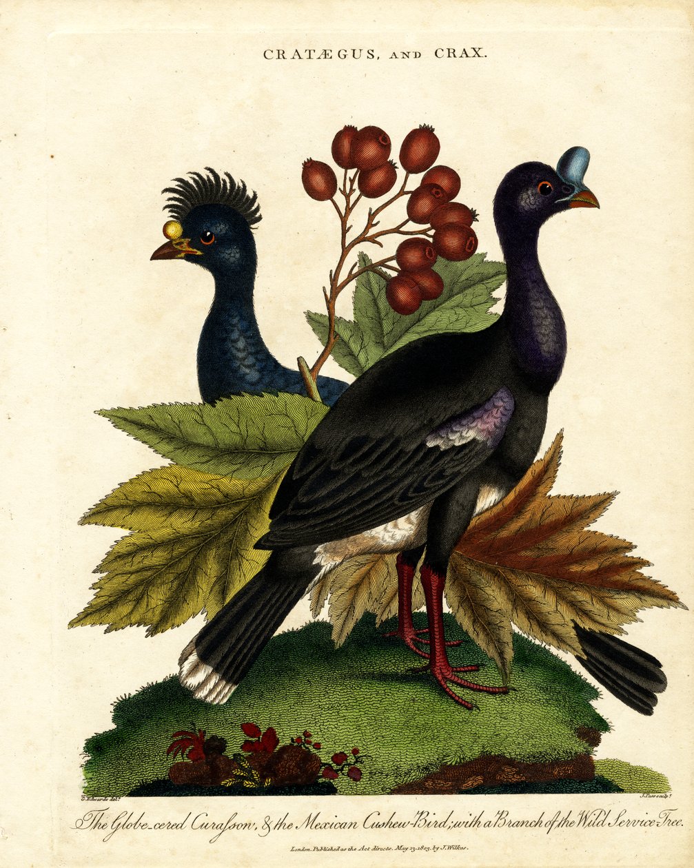 Crataegus e Crax: Curassow lucido e uccello di anacardio messicano con albero di servizio selvatico da John Pass