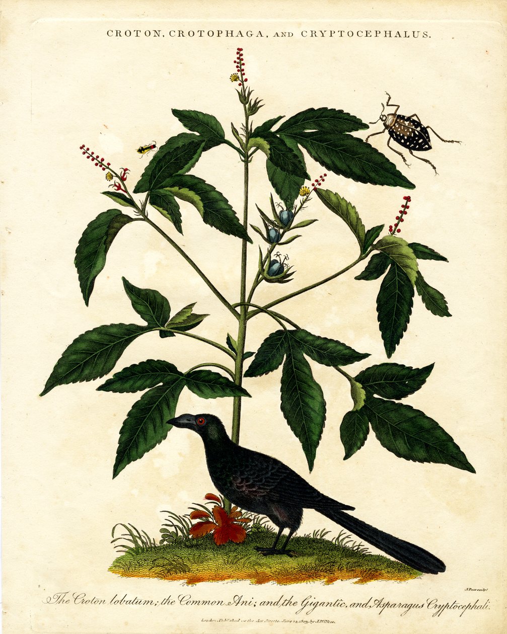 Croton; Crotophaga; e Cryptocephalus da John Pass