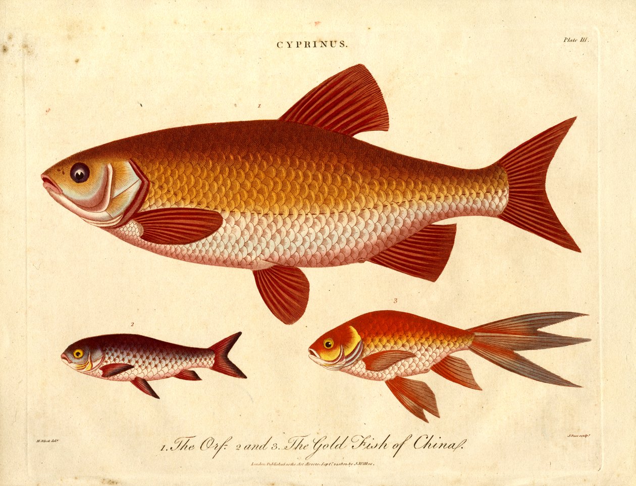 Cyprinus: I pesci d