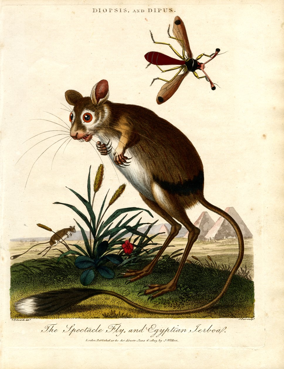 Diopsis e Dipus (mosca dagli occhi stellati e Jerboa egiziano) da John Pass