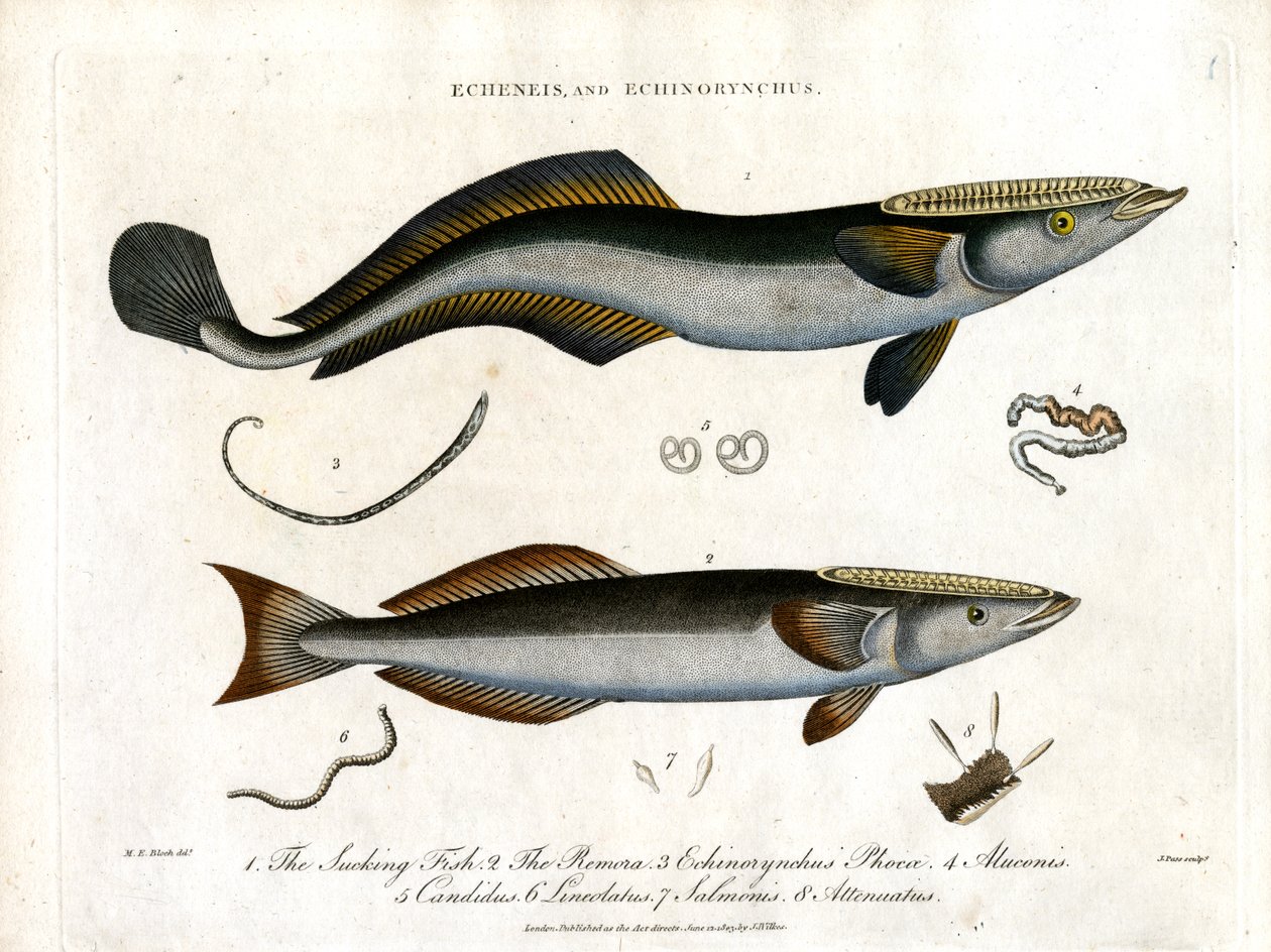 Echeneis e Echinorynchus: Pesce succhiatore e Salmone spinoso da John Pass