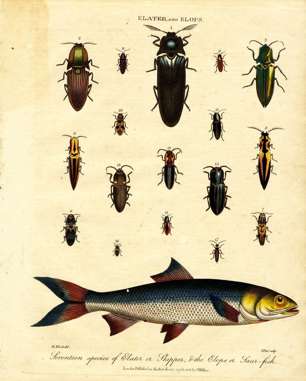 Elater e Elops: Diciassette specie di Elater o Skipper; e l
