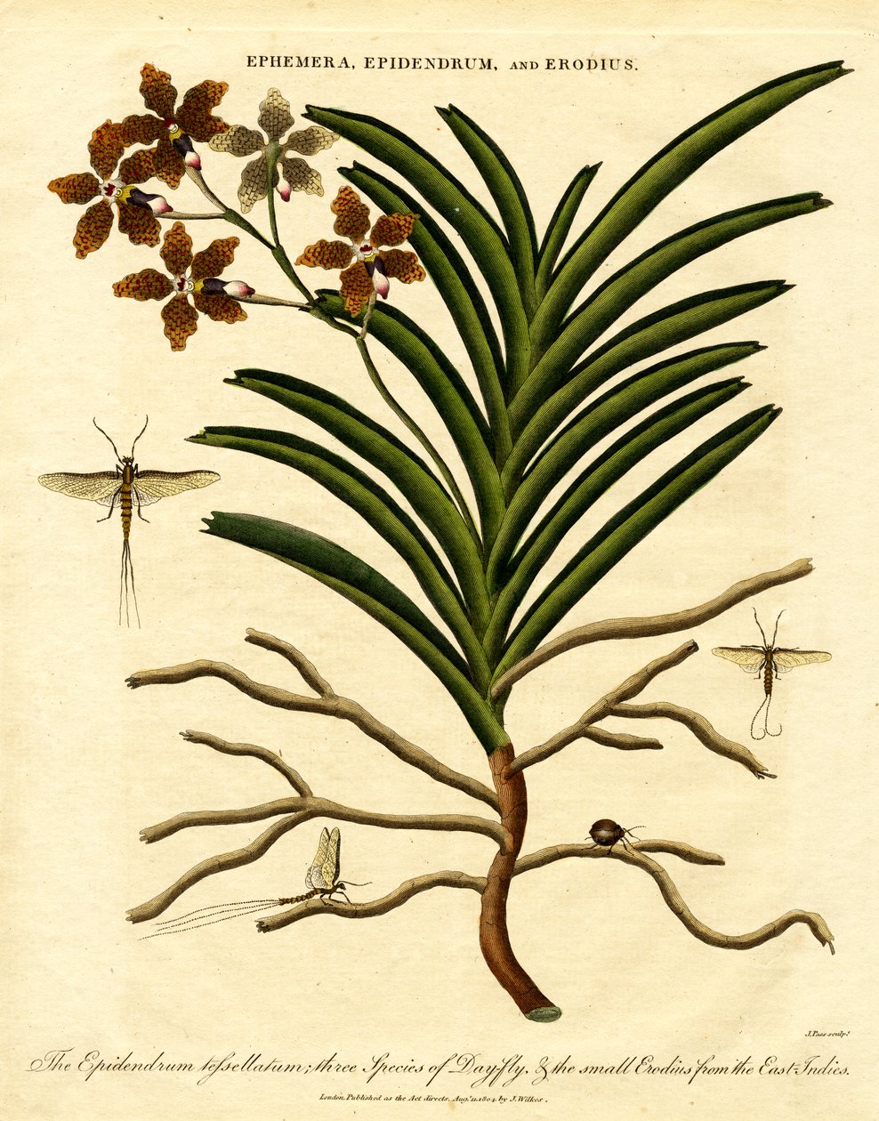 Epidendrum; Ephemera; e Erodius da John Pass