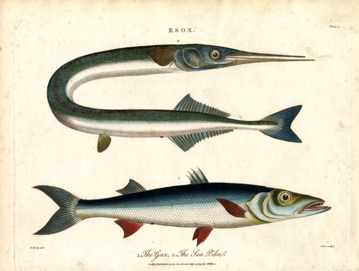 Esox: Luccio di mare e di Gar e di mare da John Pass