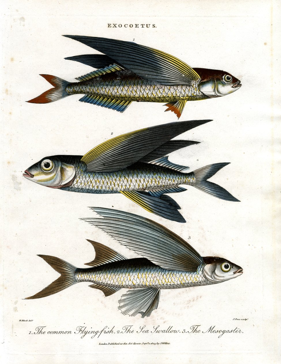 Exocoetus: Pesce volante da John Pass