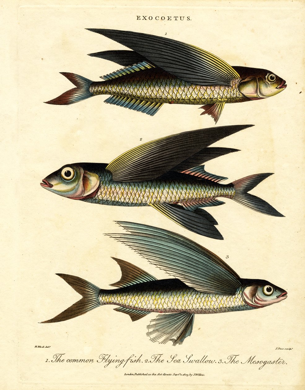 Pesce volante da John Pass