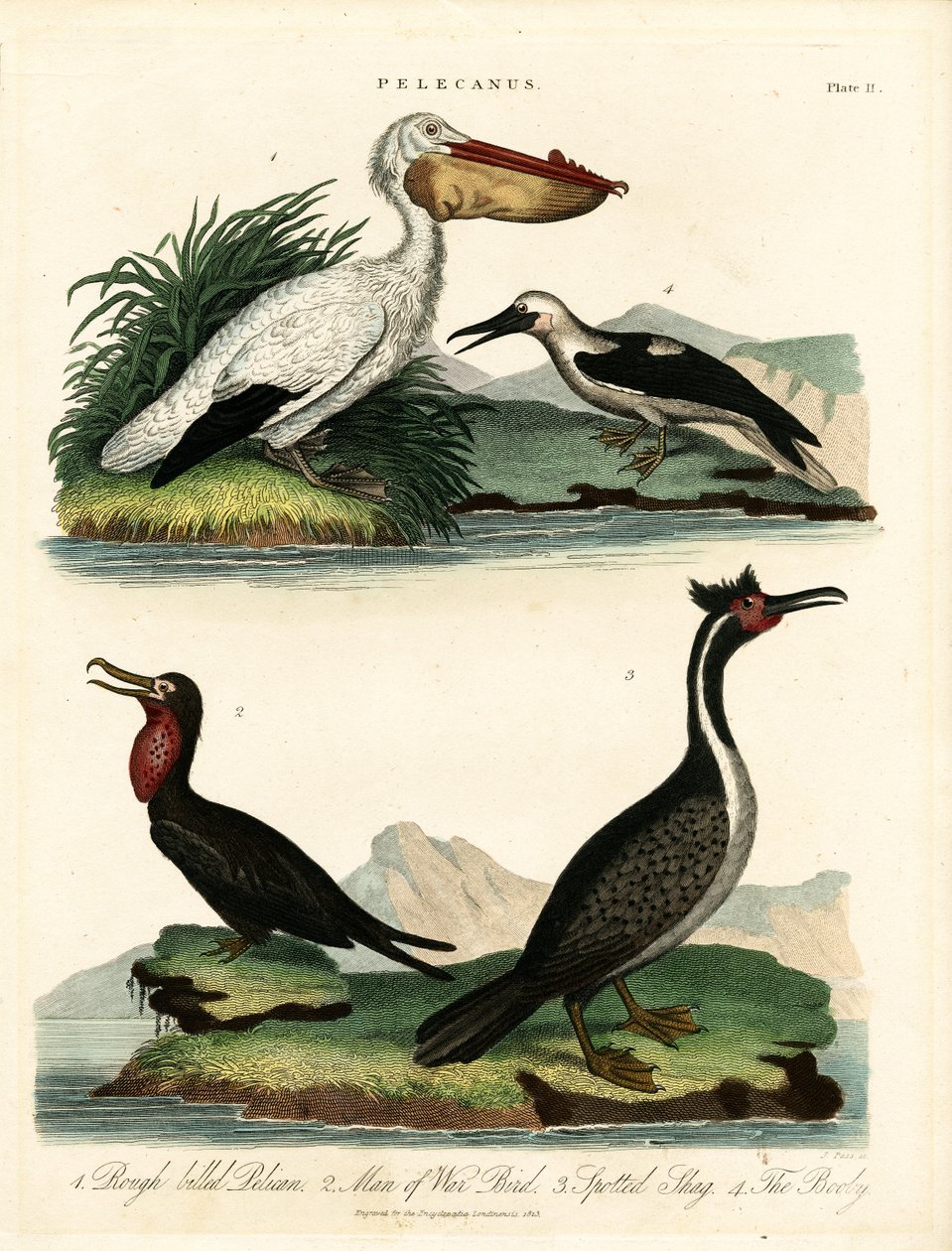 Quattro specie di pellicani e uccelli marini da John Pass