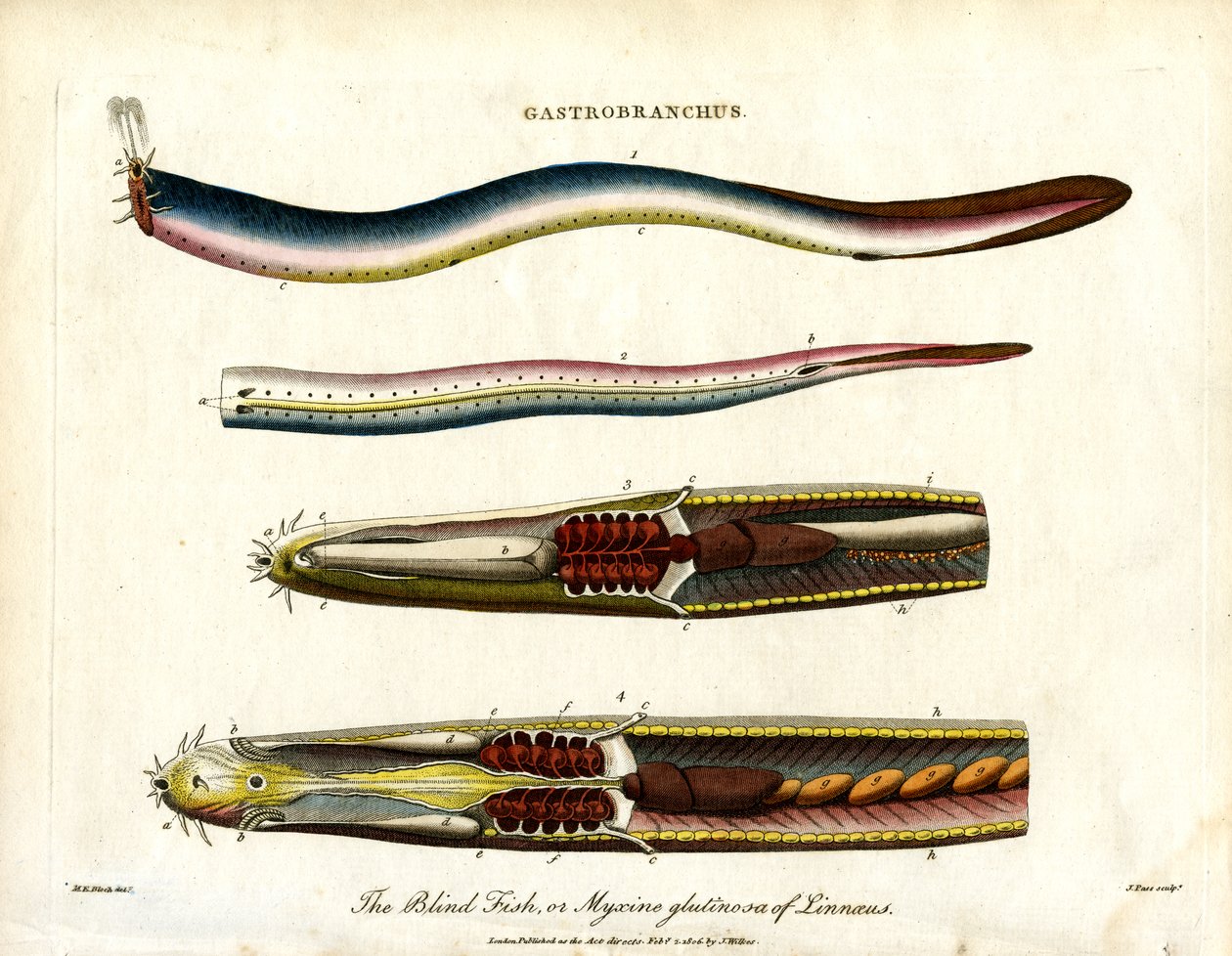 Gastrobranchus - Il pesce cieco o pesce megero da John Pass