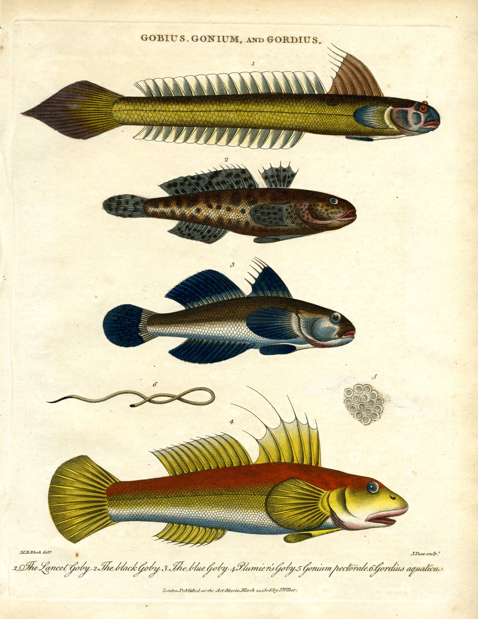 Gobius; Gonium e Gordius: Gobidi e vermi piliferi da John Pass