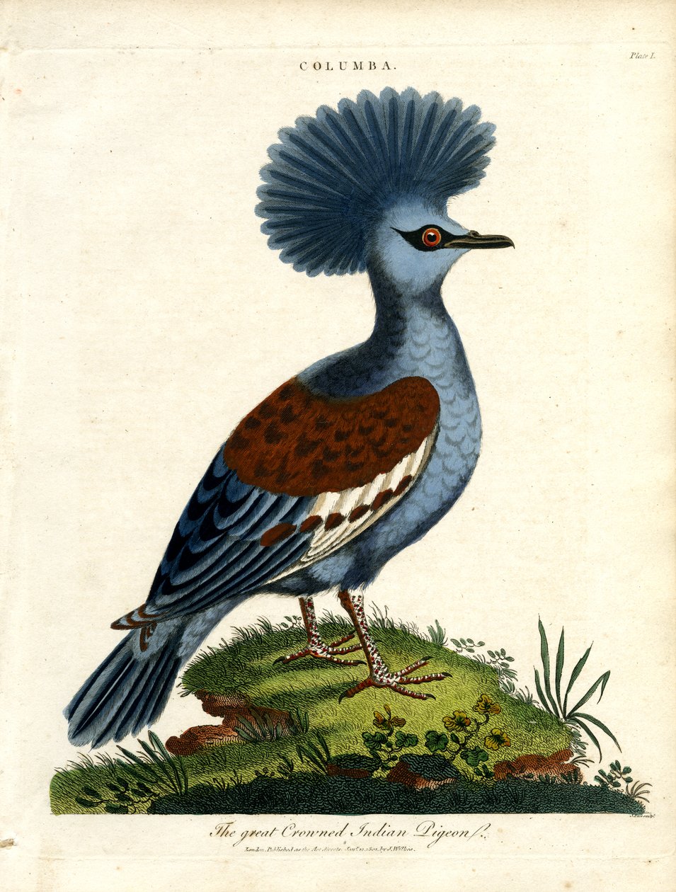 Piccione indiano coronato (Columba) da John Pass