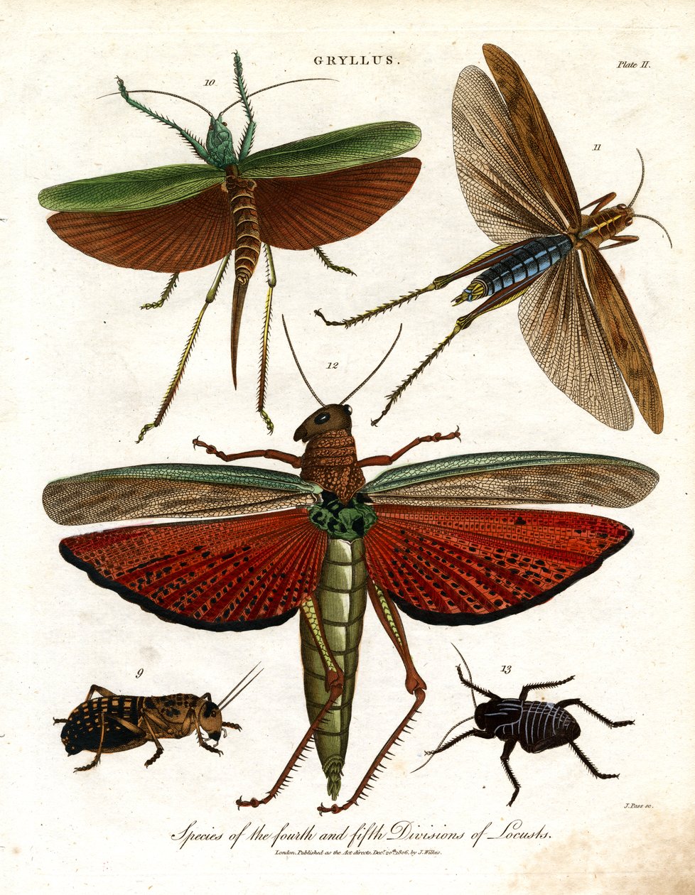 Gryllus: Specie della quarta e quinta divisione delle locuste da John Pass