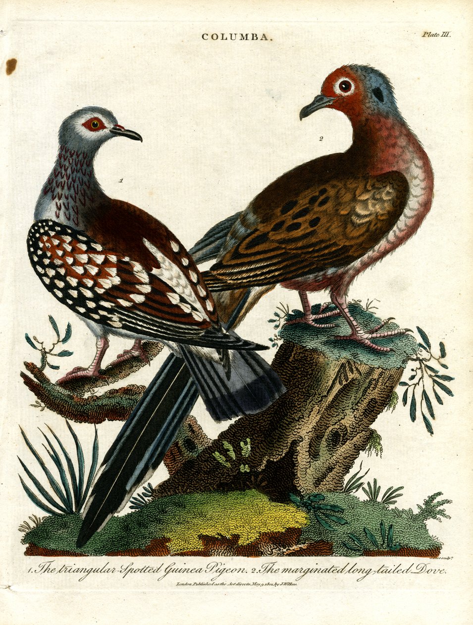 Piccioni e colombe (Columba) da John Pass