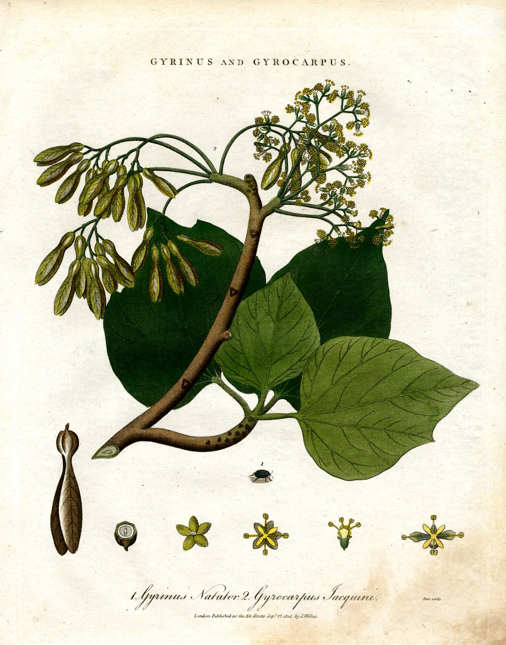 Gyrinus e Gyrocarpus da John Pass