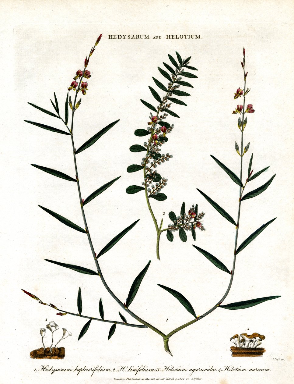 Hedysarum e Helotium da John Pass