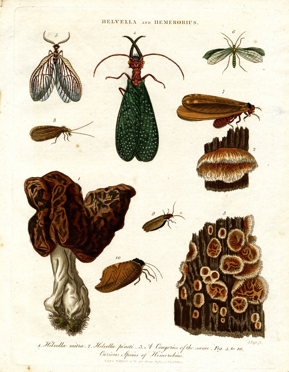 Helvella e Hemerobius da John Pass