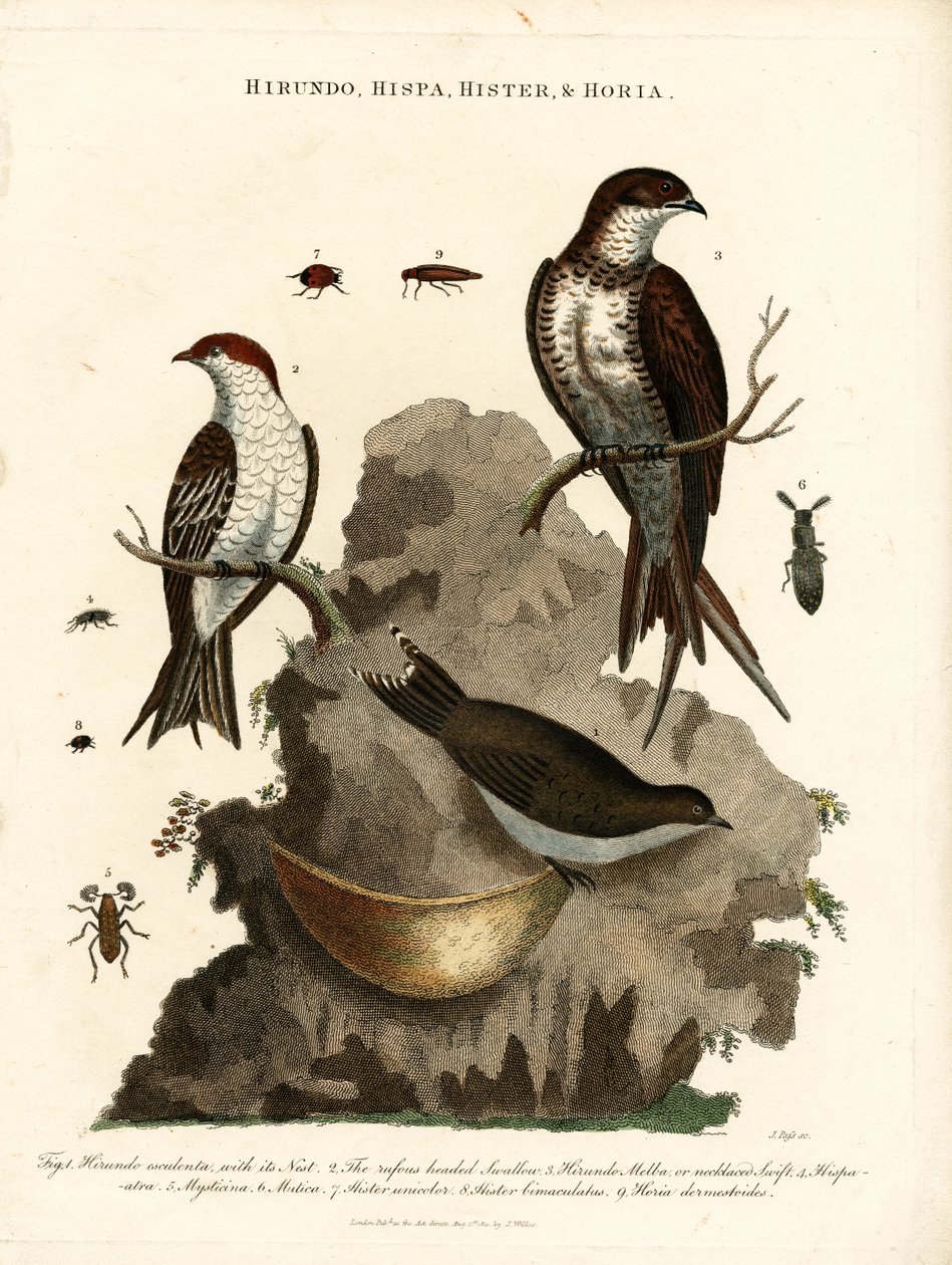 Hirundo;Hispa;Hister  Hortia: rondini e coleotteri da John Pass