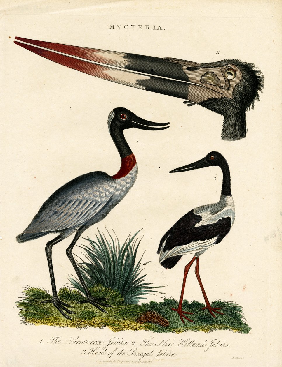 Specie di Jabiru (Mycteria) con dettagli anatomici da John Pass