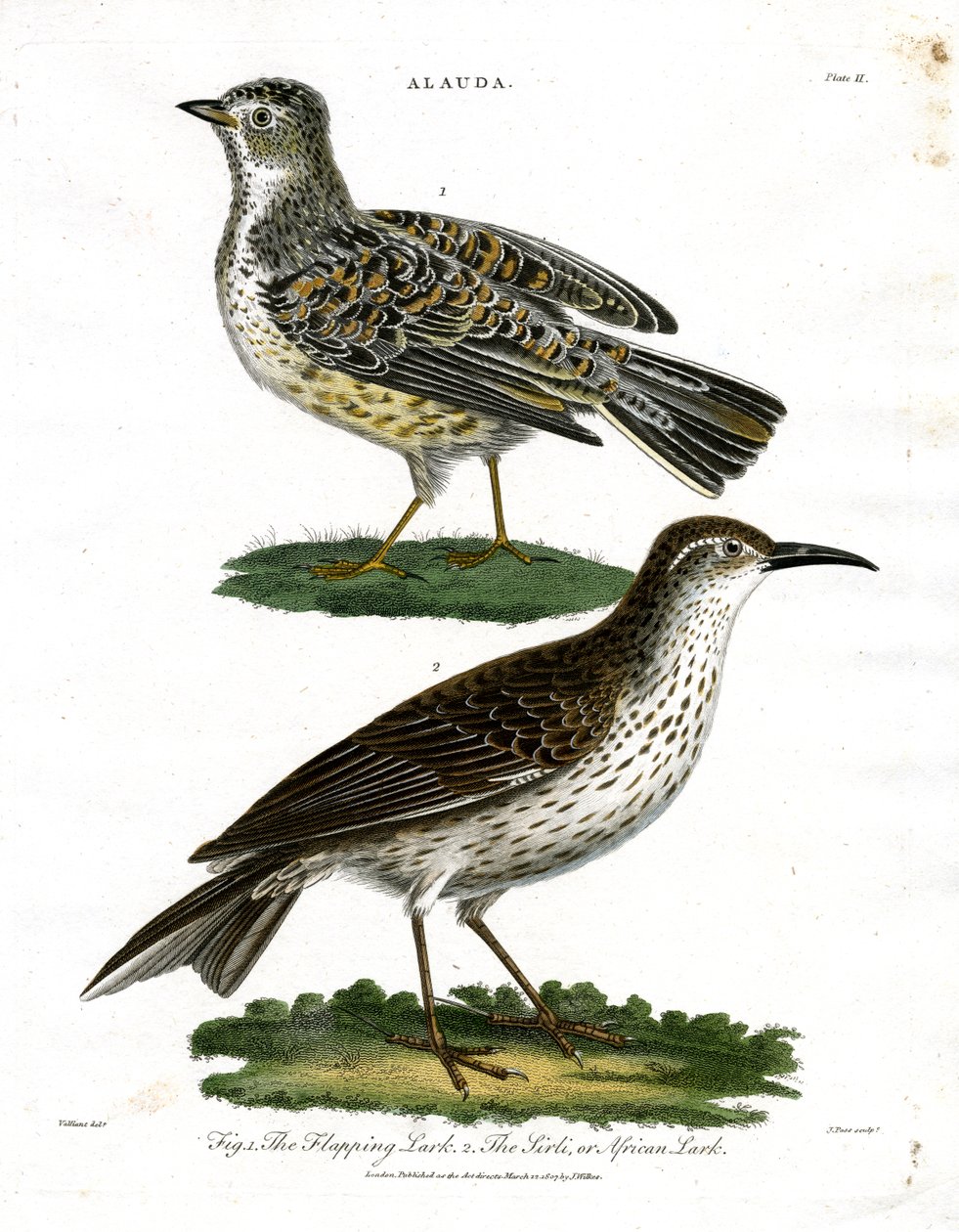 Specie di allodola - Allodola e allodola africana da John Pass
