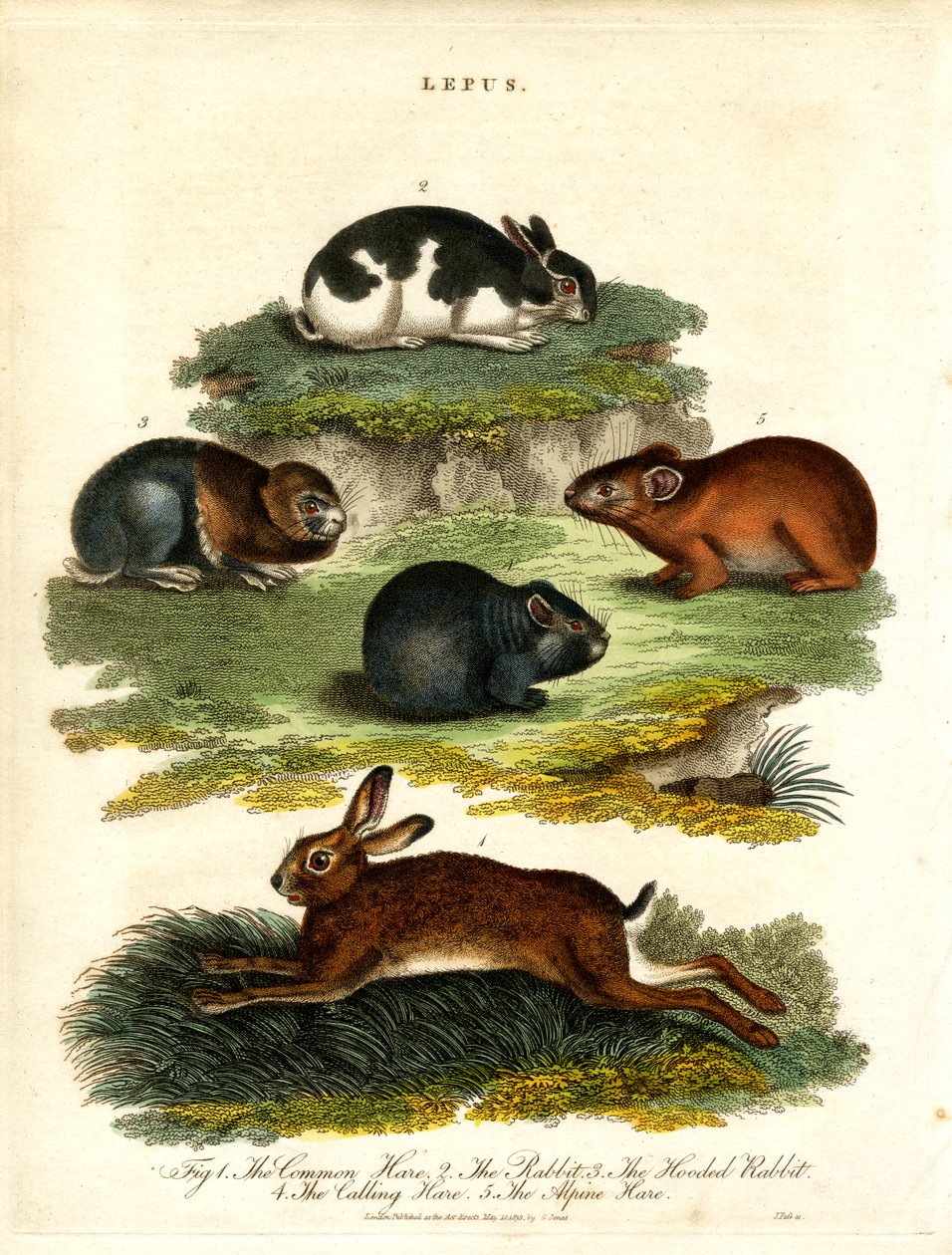 Lepus - Lepri e roditori da John Pass
